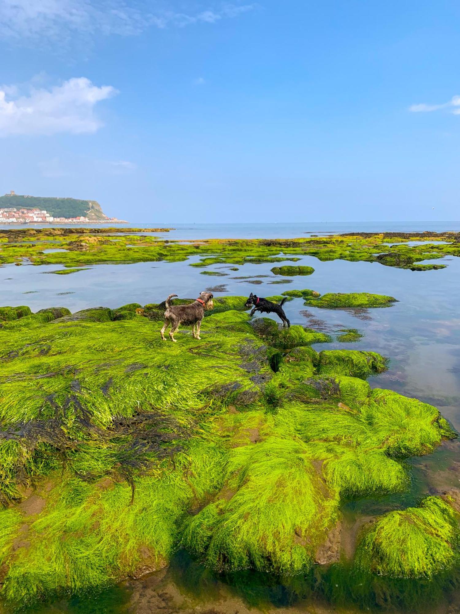 Gowland Cottage, Old Town, Scarborough Luaran gambar